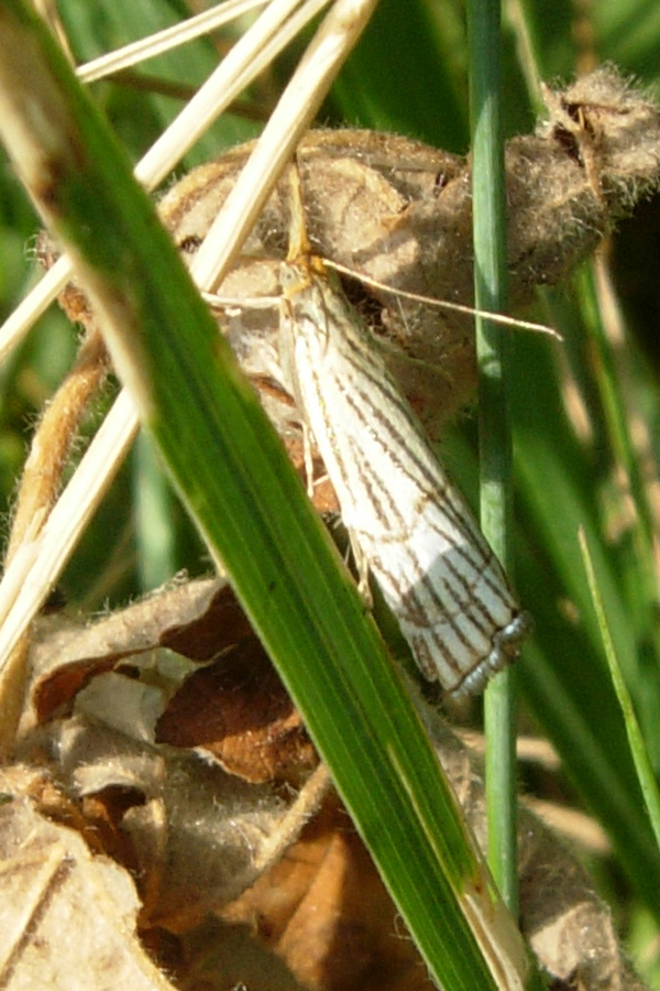 Chrysocrambus linetellus o craterellus ?